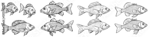 Detailed illustrations of various fish species arranged in distinct groups showcasing their unique shapes and features
