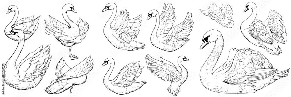 Elegant swan sketches showcasing various poses and wing formations in a detailed black and white illustration Elegant swan sketches showcasing various poses and wing formations in a detailed black and white illustration