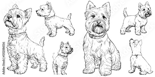 Variety of illustrated terriers showcasing distinctive poses and features in black and white detail