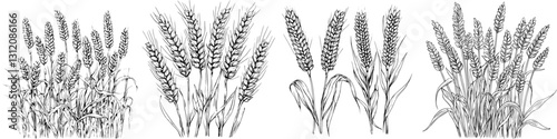 Wheat stalks growing in fields during late summer, showcasing nature's agricultural beauty