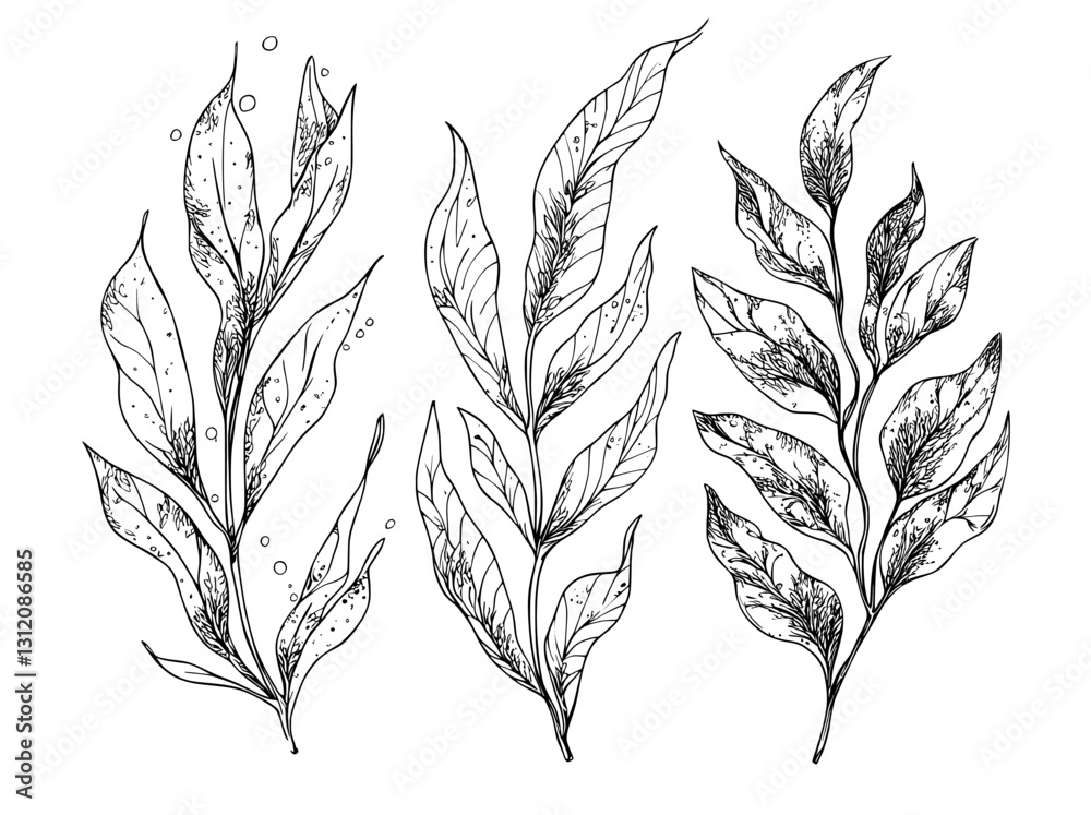 Fototapeta premium Seaweed is depicted in a modern isolated black and white sketch illustration with graphic styling