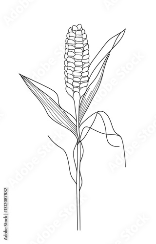 Ink brush hand-painted corn cob drawing available as png clipart on a transparent background