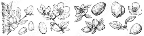 Botanical illustration featuring various types of nuts with flowers, perfect for educational or decorative purposes