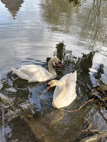 Swan Swimming in a Tranquil Pond