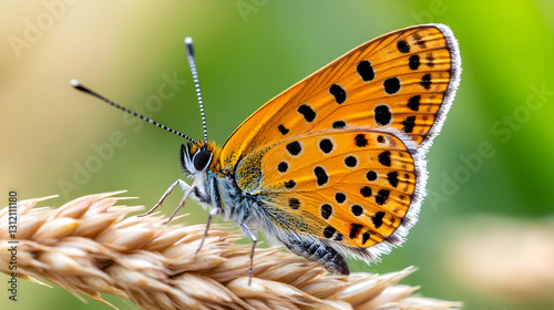 An orange and black butterfly with black spots and white trim sits on a single wheat stalk