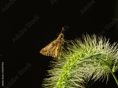 An unidentified skipper butterfly perched on a spiky green grass seed head photo