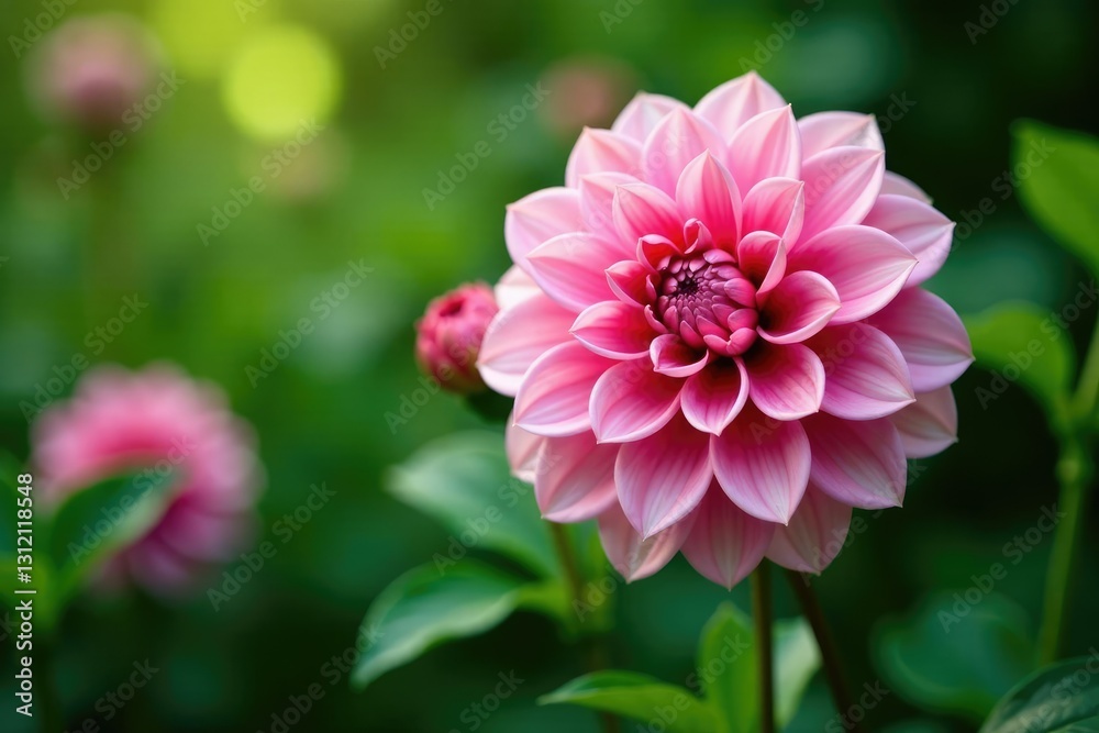 Delicate dahlia petals unfolding amidst lush green foliage, plant, dahlia Delicate dahlia petals unfolding amidst lush green foliage, plant, dahlia