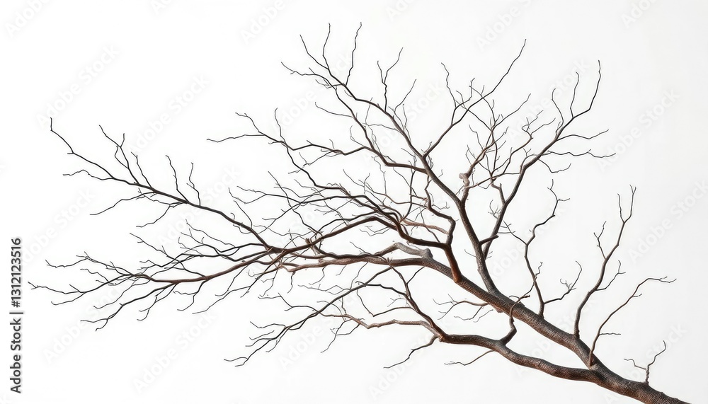 Obraz premium Bare, intricately branched tree limbs isolated against a pure white backdrop, macro, clean