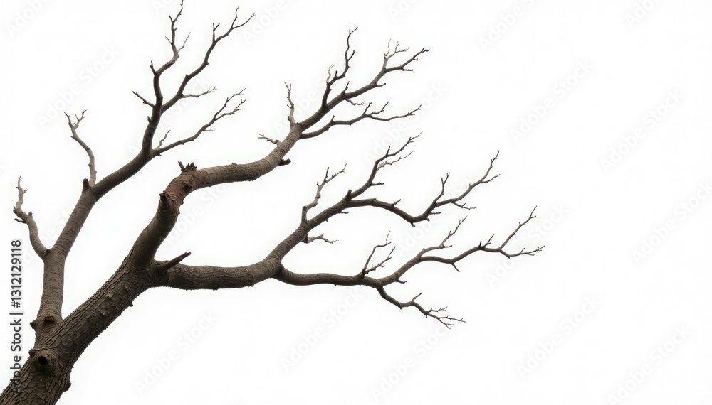 Fototapeta premium Twisted and gnarled branches against a clean white background, isolated, nature, branch
