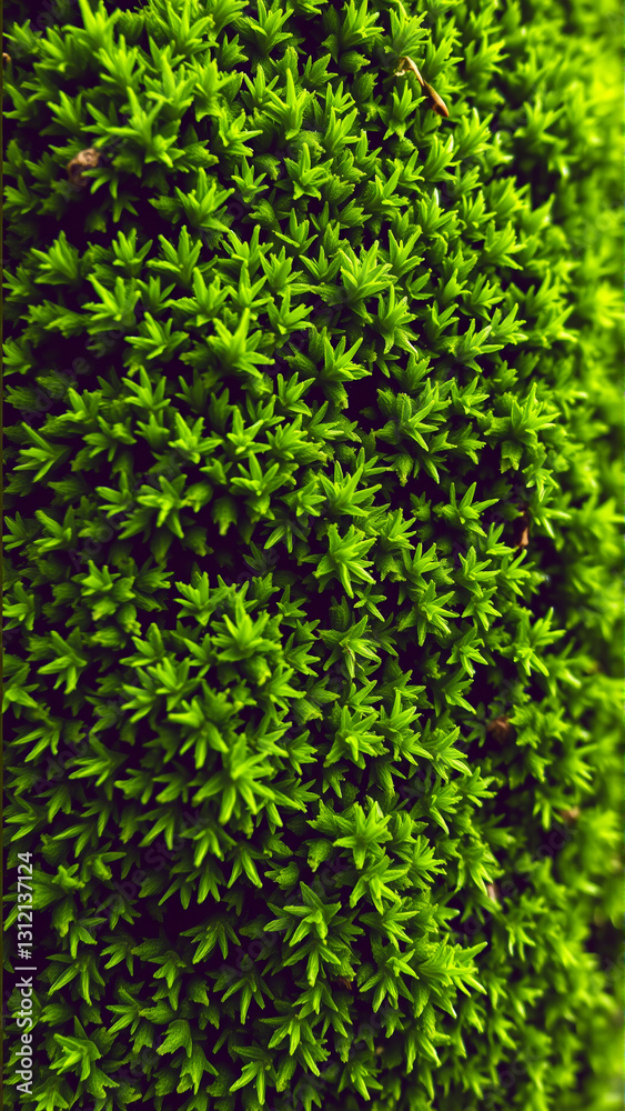 Fototapeta premium Wet green moss on the rocks