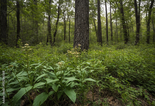 native plant being overtaken by an invasive species, symbolizing ecological imbalance photo