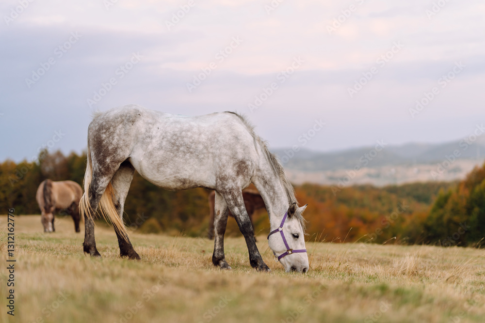 A mature grey horse is grazing in a large hilly field with mountains in the background. The mare is walking calmly and feels free in the open air. Wildlife concept. A mature grey horse is grazing in a large hilly field with mountains in the background. The mare is walking calmly and feels free in the open air. Wildlife concept.