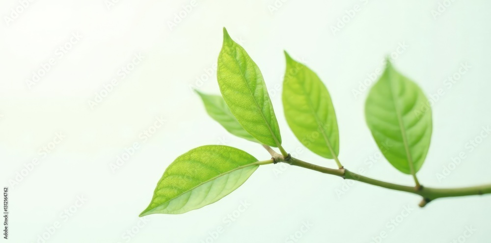 Delicate branch with soft green leaves isolated on white background, simple, nature, crisp Delicate branch with soft green leaves isolated on white background, simple, nature, crisp