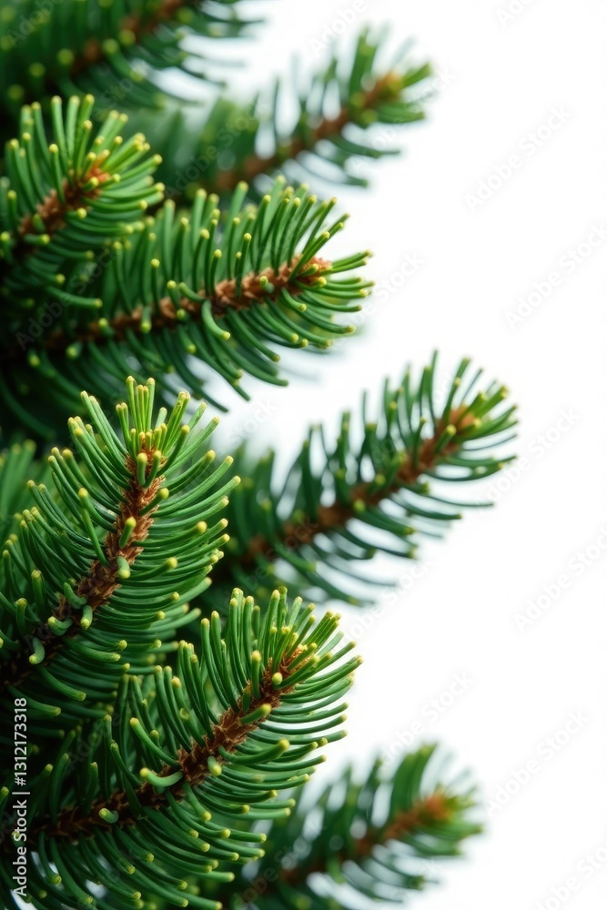 Spruce tree branches with needles isolated on white background, woodland, coniferous, needle Spruce tree branches with needles isolated on white background, woodland, coniferous, needle