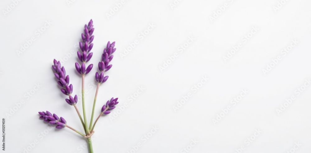 Fototapeta premium lone sprig of lavender with soft pink petals against white background, color palette, botanical