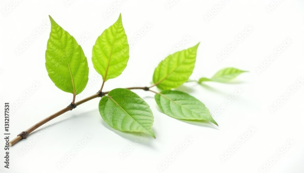 Single branch with leaves isolated on white background with soft focus, Foliage, Woodland, Branches Single branch with leaves isolated on white background with soft focus, Foliage, Woodland, Branches