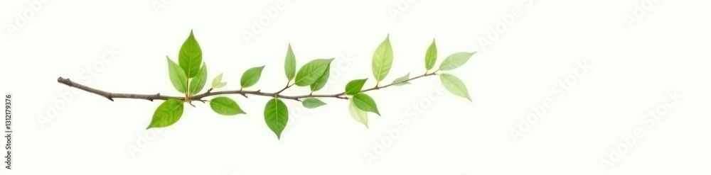 Single isolated branch with leaves on white background, peaceful, nature, foliage Single isolated branch with leaves on white background, peaceful, nature, foliage