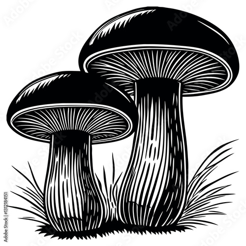 A finely detailed pencil sketch of two boletus musroom-1.eps