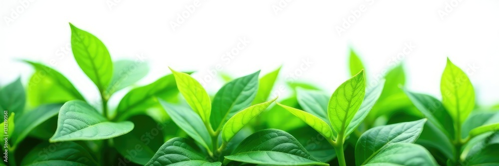 Leafy green plant isolated on white background, foliage, plants, growth Leafy green plant isolated on white background, foliage, plants, growth