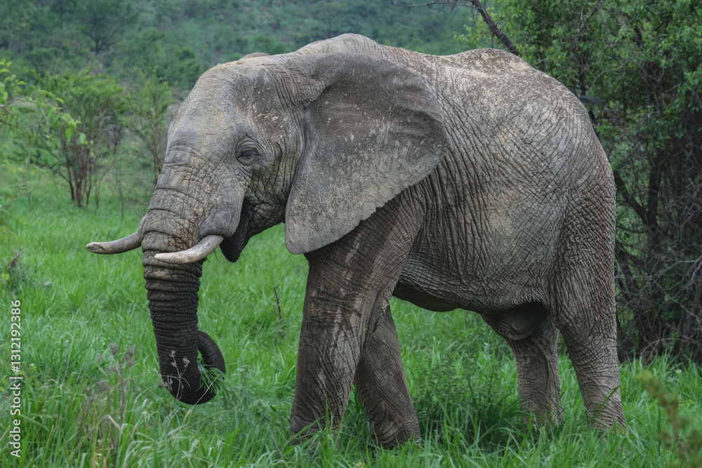 African elephant in wildlife reserve nation park Pilanesberg close up detail panoramic view of friendly peaceful grey giants wild living animal African elephant in wildlife reserve nation park Pilanesberg close up detail panoramic view of friendly peaceful grey giants wild living animal