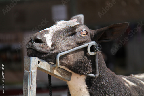 Foto An Adult Sheep Being Held by a Secure Head Restraint.