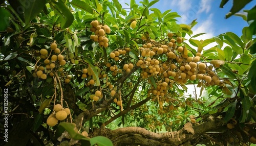 Sure! Here's a writing prompt about the longan fruit:

**Prompt:**  
A small, translucent orb of sweetness, the longan fruit is a hidden treasure of the tropical world. Write a story from the perspect photo