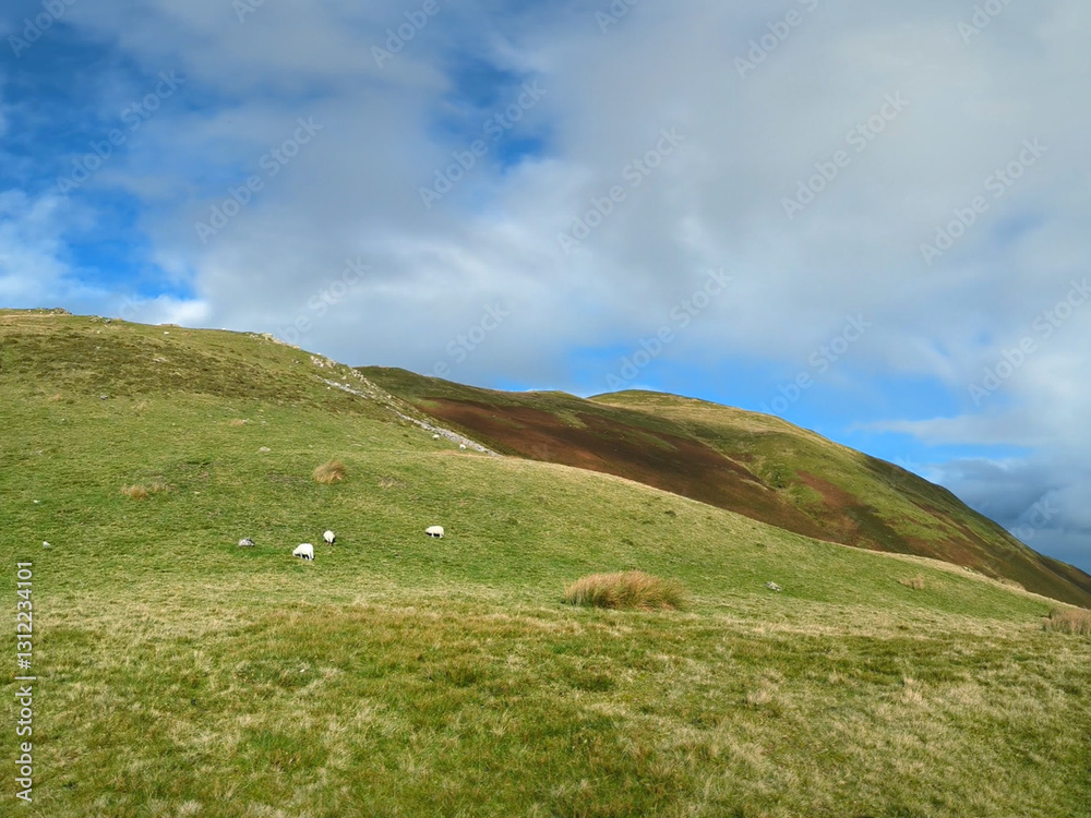 Sheep grazing on picturesque mountain side near the coast of Western Wales Sheep grazing on picturesque mountain side near the coast of Western Wales