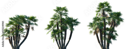 Wallpaper Mural Set of Chamaerops humilis (European fan palm or the Mediterranean dwarf palm) frontal small palms isolated png on a transparent background perfectly cutout Torontodigital.ca