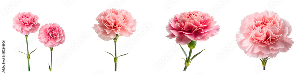 Vibrant pink carnation bloom close-Up isolated on a transparent background. Vibrant pink carnation bloom close-Up isolated on a transparent background.