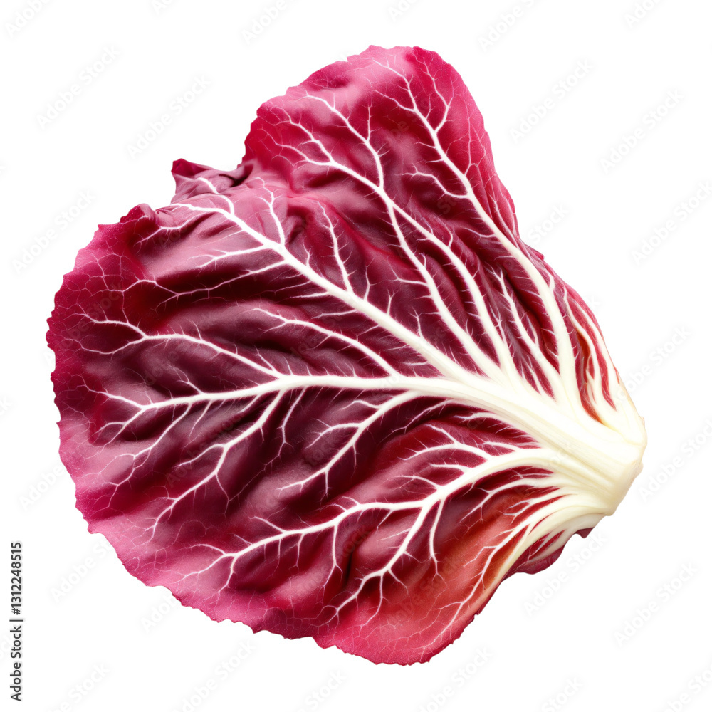 Obraz premium High-quality close-up image of a single radicchio leaf