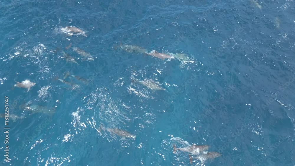 Aerial view of dolphins swimming in blue ocean in Bali, Indonesia Aerial view of dolphins swimming in blue ocean in Bali, Indonesia