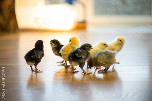 Adorable chicks standing on a wooden floor, illuminated by soft natural light. A heartwarming image capturing the innocence of young farm animals. High quality photo
