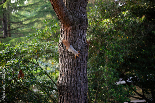Funny squirrel climbing around a tree in park on sunny summer day. High quality photo