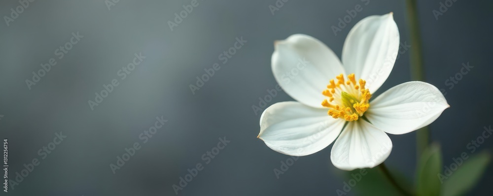 Single white flower, prominent yellow stamen, muted gray , elegant, floral design Single white flower, prominent yellow stamen, muted gray , elegant, floral design