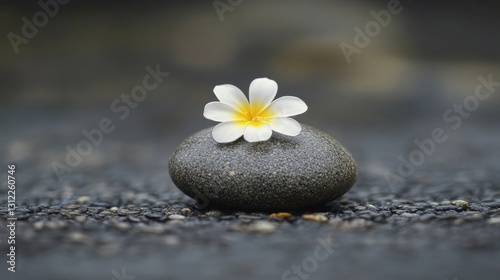 Serene White Flower on Grey Stone: A Zen Garden Still Life Photography