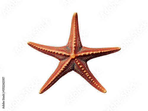 starfish isolated on white background