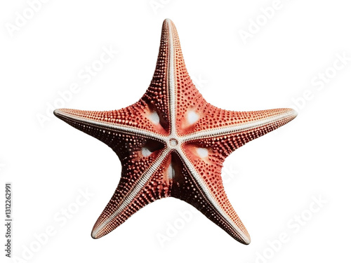 red starfish isolated on white
