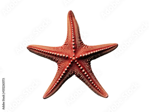 red starfish isolated on white