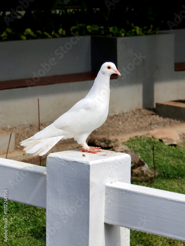 white pigeon perch in wooden fence.