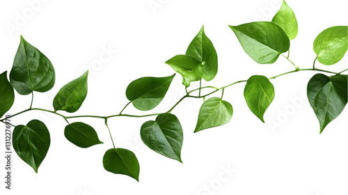 Vibrant Green Vine Leaves Isolated on White