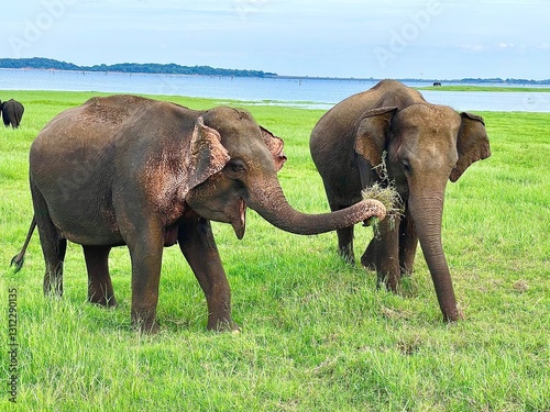 Sri Lankan Elephant 
