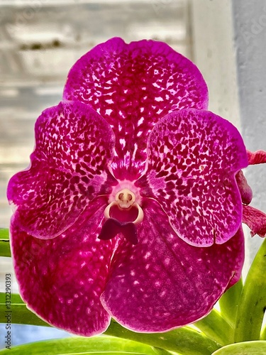 Purple Orchid 