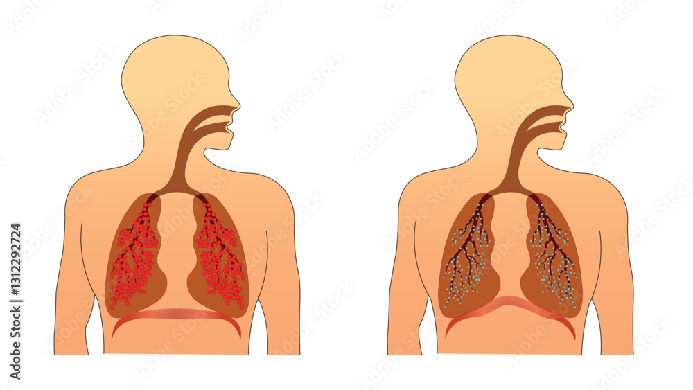 human respiratory system inhale and exhale human respiratory system inhale and exhale