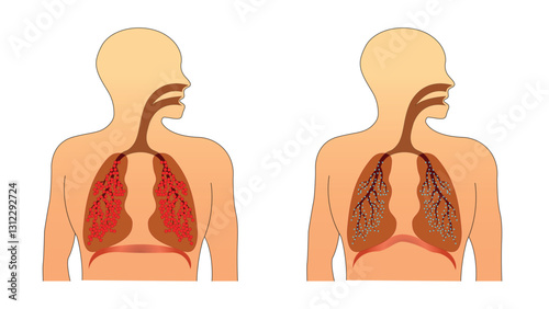 human respiratory system inhale and exhale