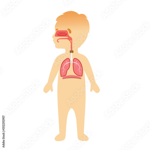 The respiratory system of a childv