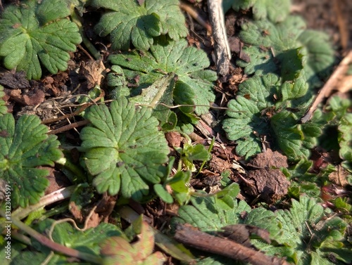 Leaves of Small-flowered Crane's-bill (Geranium pusillum) photo