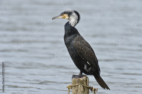 cormorant on top of a mast in the 
