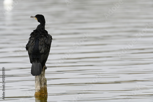 cormorant on top of a mast in the 