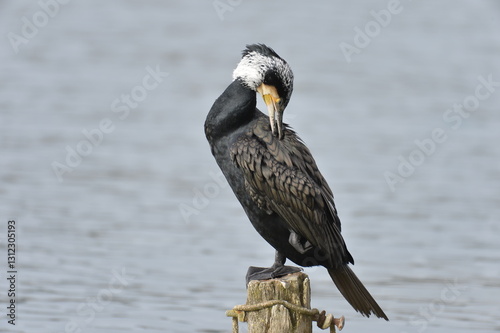 cormorant on top of a mast in the 