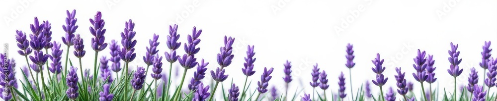Obraz premium Close-up of lush lavender sprigs, isolated on white background , herb, photography
